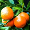 Common mandarin tree