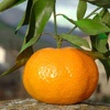 Ciaculli late mandarin tree