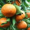 Mandarinier clémentine