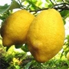 Lunario Zitronenpflanze