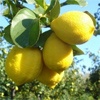 White Zagara lemon tree