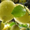 Interdonato Zitronenpflanze