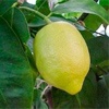 Femminello Siracusano Zitronenpflanze