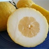 Pane Zitronenpflanze