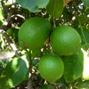 Verdello lemon tree