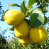 Árbol de cidro Diamante