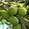 Olivo Biancolilla