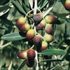 Leccino olive tree