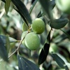 Nocellara Messinese olive tree