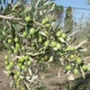 Giulia olive tree