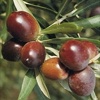 Carolea olive tree