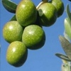 Giarraffa olive tree