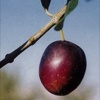 Uovo di piccione olive tree