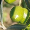 Nocellara del Belice olive tree
