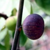 Black Brigiotto fig tree