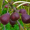 Black Bifera fig tree