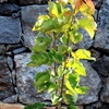Coscia Birnenpflanze