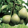 San Giovanni pear tree