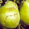 Ucciardone pear tree