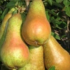 Abate Fetel pear tree