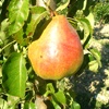 Decana pear tree