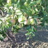 Iazzolo pear tree