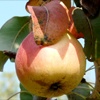 Bianchetto pear tree