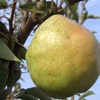 William pear tree