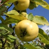 Cotogno Apfelpflanze