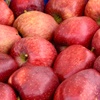 Árbol de manzana Delizia rojo