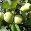Árbol de manzana Cola