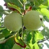 Ice Cream Cola apple tree
