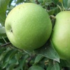 Árbol de manzana Granny Smith