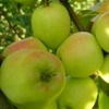 Limoncello apple tree