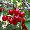 Mastrantonio cherry tree