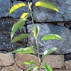 Mastrantonio Kirschpflanze