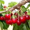 Giorgia cherry tree