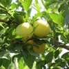 Golden drop plum tree