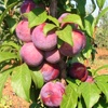Santa Rosa plum tree