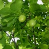 Cerasifera plum tree