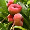 Late Tabacchiera peach tree