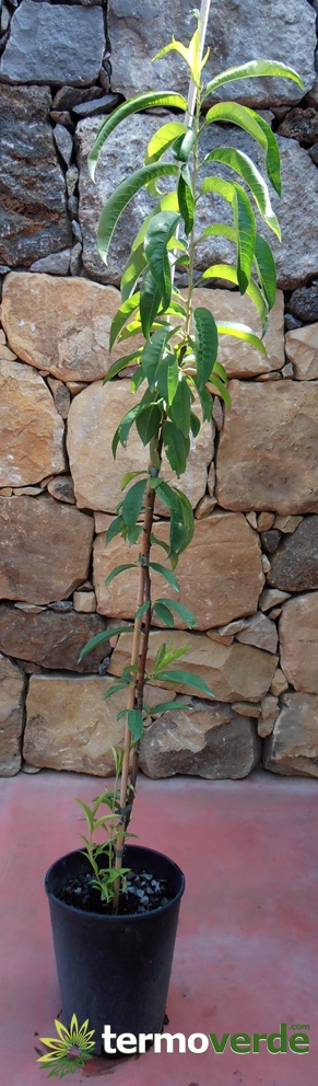 Späte Tabacchiera Pfirsichpflanze