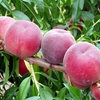 Springcrest Pfirsichpflanze