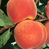Cardinal peach tree