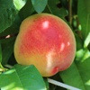 Redhaven peach tree