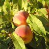 Hale peach tree