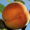 Vesuvio peach tree