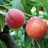 Maycrest peach tree