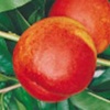 Early walnut peach tree