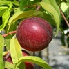 Harmiking peach tree